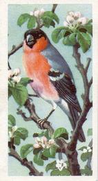 1957 Brooke Bond Bird Portraits  #9 Bullfinch Front
