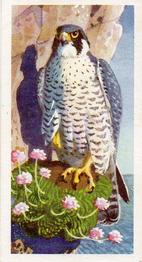 1957 Brooke Bond Bird Portraits  #35 Peregrine Falcon Front