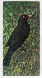 1954 Brooke Bond British Birds #5 Blackbird Front