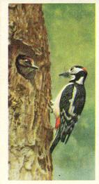 1954 Brooke Bond British Birds #8 Great Spotted Woodpecker Front
