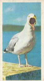 1954 Brooke Bond British Birds #9 Herring Gull Front