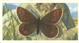 1973 Brooke Bond British Butterflies #3 Small Mountain Ringlet Front
