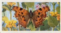 1973 Brooke Bond British Butterflies #25 Comma Front