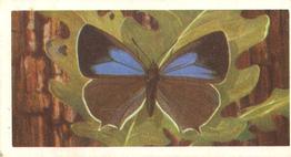 1973 Brooke Bond British Butterflies #38 Purple Hairstreak Front