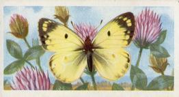 1973 Brooke Bond British Butterflies #45 Pale Clouded Yellow Front