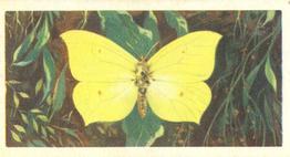 1973 Brooke Bond British Butterflies #46 Brimstone Front