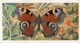 1963 Brooke Bond British Butterflies #23 Peacock Front