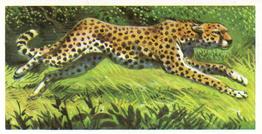 1962 Brooke Bond African Wild Life #11 Cheetah Front