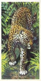 1962 Brooke Bond African Wild Life #12 Leopard Front