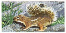 1962 Brooke Bond African Wild Life #21 Ground Squirrel Front