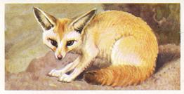 1962 Brooke Bond African Wild Life #23 Fennec Fox Front