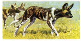 1962 Brooke Bond African Wild Life #24 African Hunting Dog Front