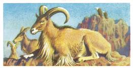 1962 Brooke Bond African Wild Life #28 Barbary Sheep Front