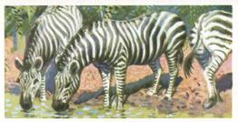 1962 Brooke Bond African Wild Life #29 Zebra Front