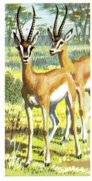 1962 Brooke Bond African Wild Life #41 Grant's Gazelle Front
