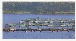 1989 Brooke Bond Discovering Our Coast #1 Fish Farming Front