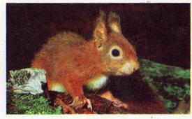 1970 Trucards Animals #12 Red Squirrel Front