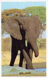 1970 Trucards Animals #17 African Elephant Front