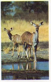 1970 Trucards Animals #25 Kudu Front