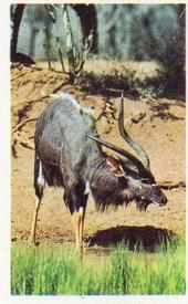 1970 Trucards Animals #26 Nyala Ram Front