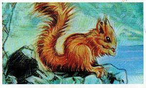 1994 Brooke Bond Going Wild #2 Red Squirrel Front