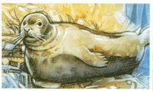 1994 Brooke Bond Going Wild #5 Mediterranean Monk Seal Front