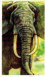 1994 Brooke Bond Going Wild #12 African Elephant Front