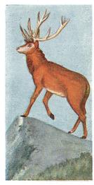 1954 Neilson's Interesting Animals #4 Red Deer Front