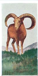 1954 Neilson's Interesting Animals #15 Mountain Sheep Front
