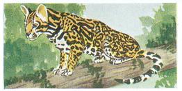 1954 Neilson's Interesting Animals #19 Ocelot Front