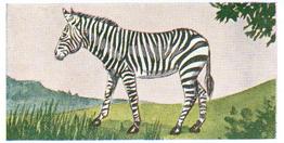 1954 Neilson's Interesting Animals #23 Zebra Front