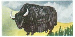 1954 Neilson's Interesting Animals #24 Yak Front