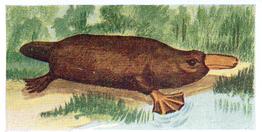 1954 Neilson's Interesting Animals #28 Duck-Billed Platypus Front