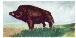 1954 Neilson's Interesting Animals #30 Wild Boar Front