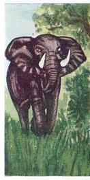 1954 Neilson's Interesting Animals #31 African Elephant Front