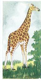 1954 Neilson's Interesting Animals #32 Giraffe Front
