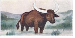 1954 Neilson's Interesting Animals #36 Water Buffalo Front