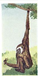 1954 Neilson's Interesting Animals #40 Gibbon Front