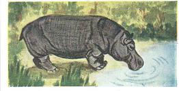 1954 Neilson's Interesting Animals #45 Hippopotamus Front