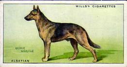 1937 Wills's Dogs #1 Alsatian Front