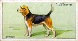 1937 Wills's Dogs #3 Beagle Front