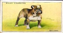 1937 Wills's Dogs #6 Bulldog Front
