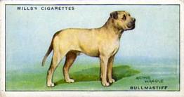 1937 Wills's Dogs #7 Bullmastiff Front
