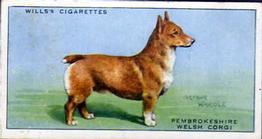 1937 Wills's Dogs #11 Pembrokeshire Welsh Corgi Front