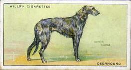 1937 Wills's Dogs #14 Deerhound Front