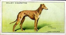 1937 Wills's Dogs #17 Greyhound Front
