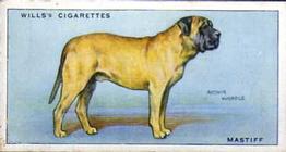 1937 Wills's Dogs #18 Mastiff Front