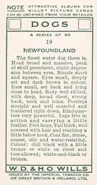 1937 Wills's Dogs #19 Newfoundland Back