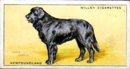 1937 Wills's Dogs #19 Newfoundland Front