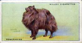 1937 Wills's Dogs #22 Pomeranian Front